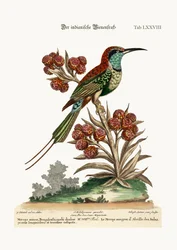 Le Guêpier indien, 1749-73
